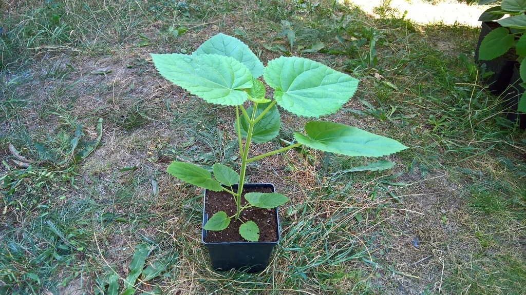 Paulownia Shan Tong Szybko Rosnące Drzewo Tlenowe