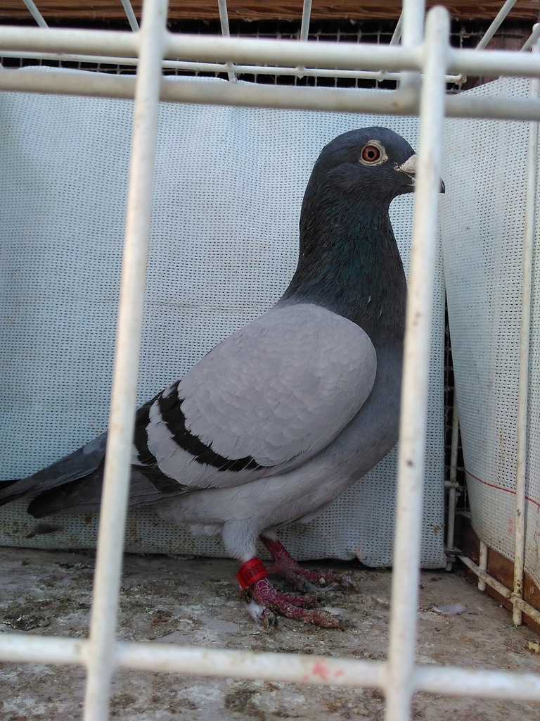GOŁĘBIE VANDENABEELE I INNE