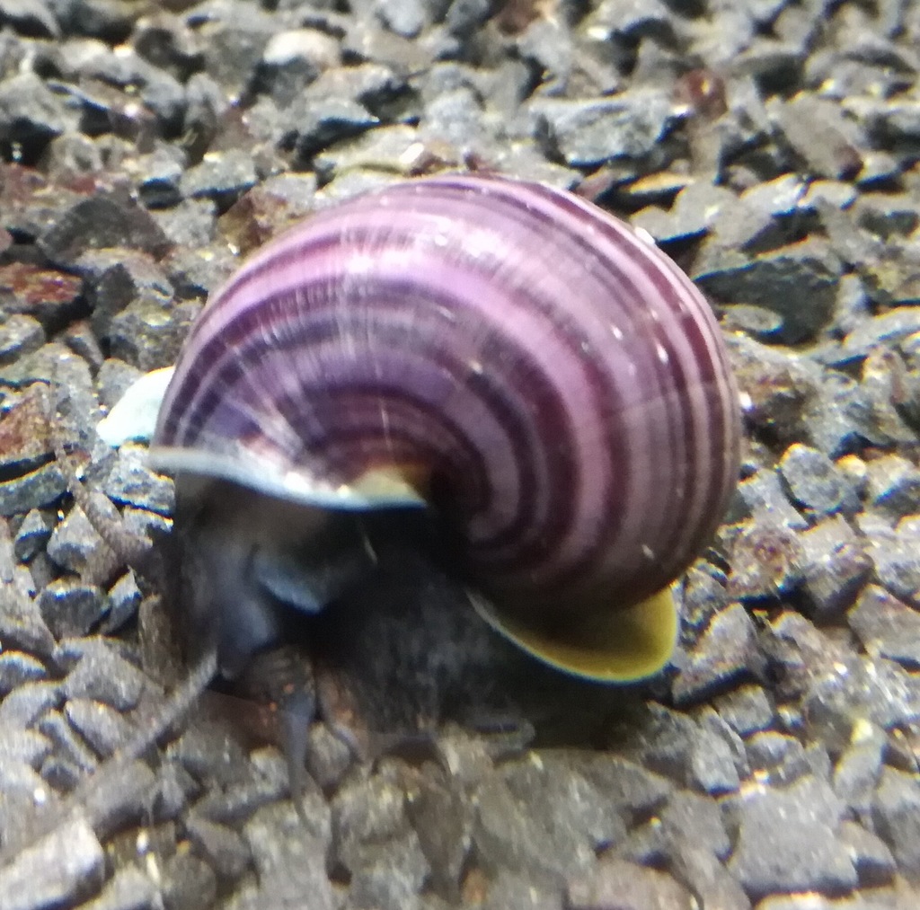 ślimak ampularia purpurowa