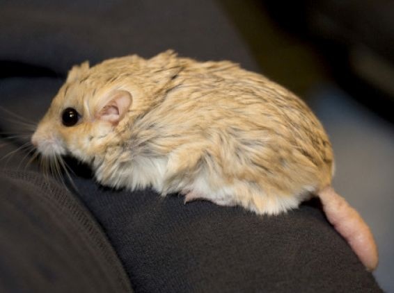 Tłustogon afrykański  (Pachyuromys duprasi)