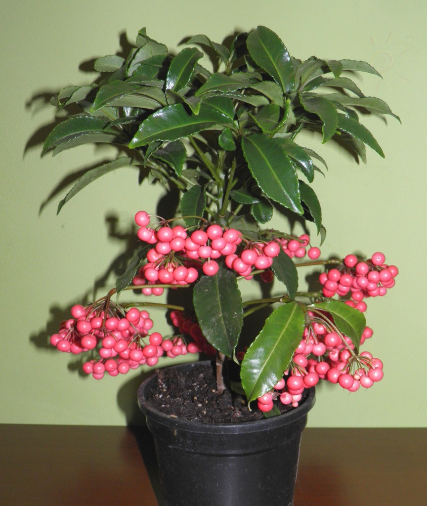 Ardizja drzewiasta Ardisia Crenata piękne drzewko