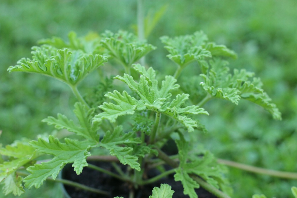 Sadzonki GERANIUM Pelargonium x citrosum anginka