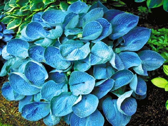 HOSTA - FUNKIA OGRODOWA BLUE ANGEL 1 szt *B