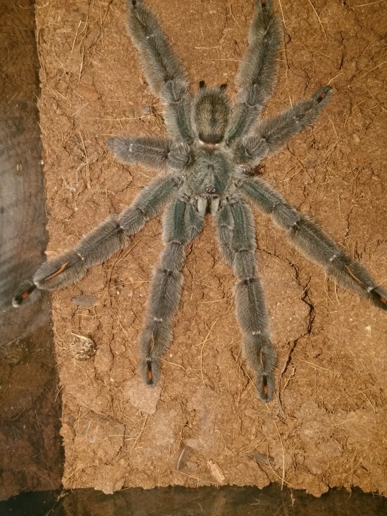 Dorosły SAMIEC Psalmopoeus irminia