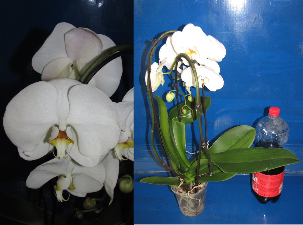 PHALENOPSIS storczyk Afrodyta w kaskadzie kwiat 12
