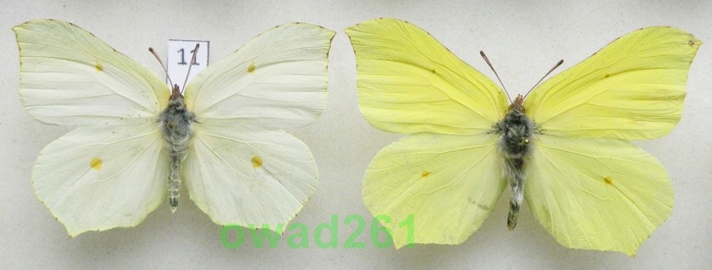 Gonepteryx rhamni Latolistek cytrynek para11