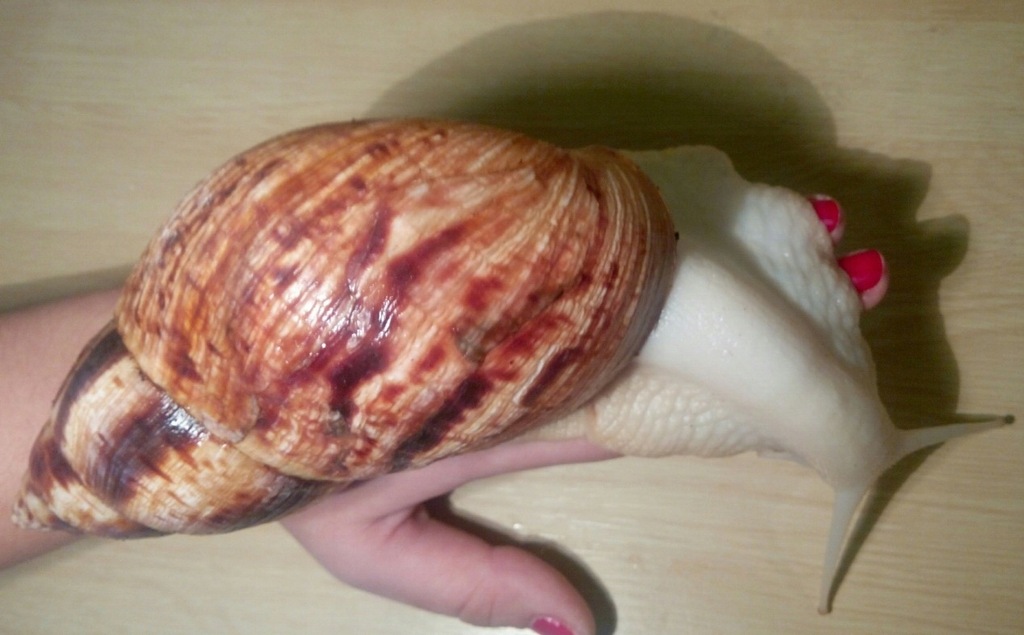 Achatina Reticulata Albino - 5 cm.