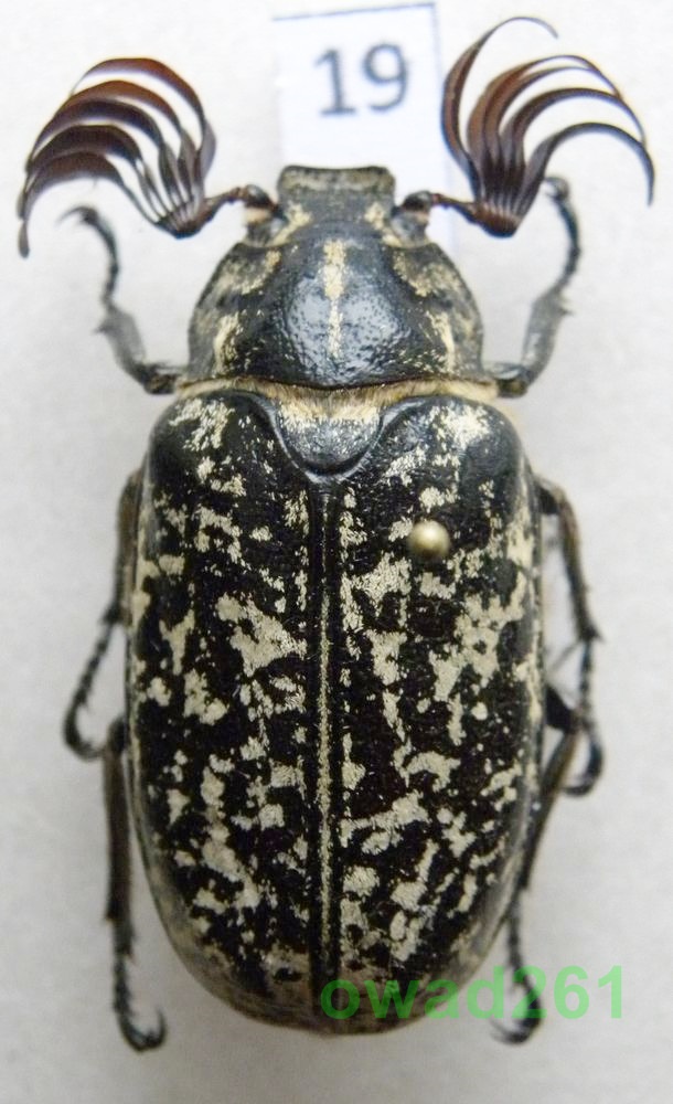 Polyphylla fullo Wałkarz lipczyk samiec19