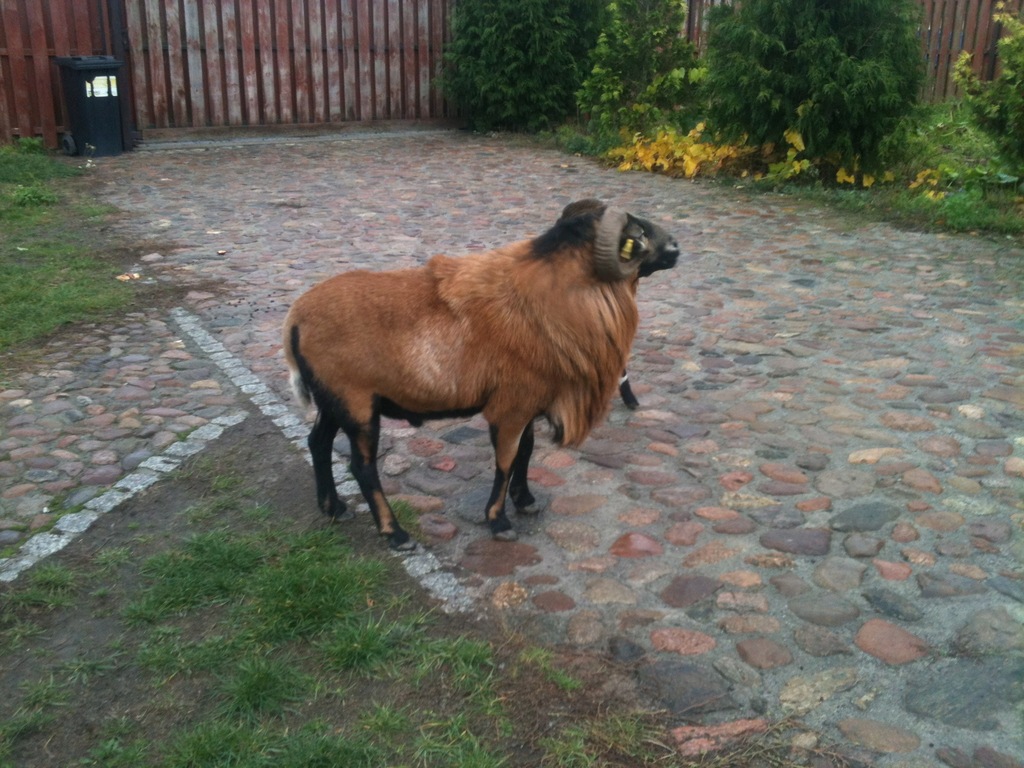 Baran reproduktor, owca kameruńska