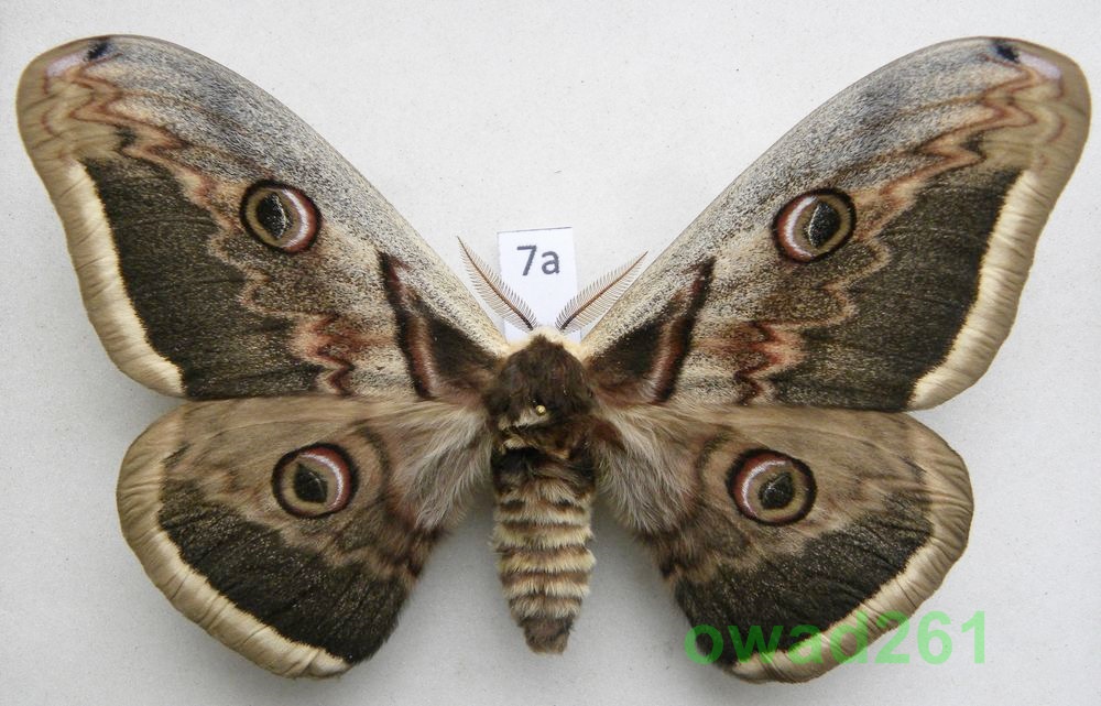 Saturnia pyri Pawica gruszówka samiec 122mm7a