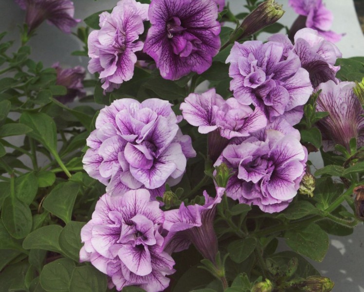 SURFINIA ZWISAJĄCA DUŻE SADZONKI LAVENDER BOUQUET