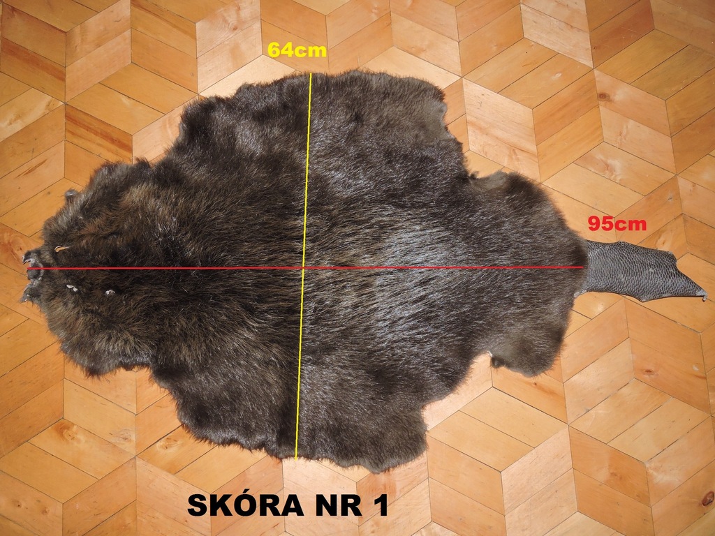 Skóra z bobra. Duża, piękna, lśniąca.