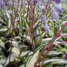 Hosta 'Cherry Berry' - Funkia CZERWONE ŁODYGI !