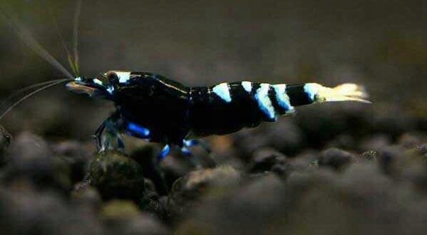 Krewetki TaiTibee Nanashi Black 3 szt RARYTAS!