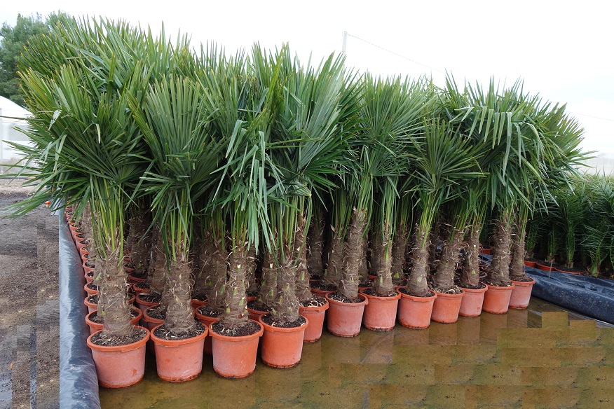PALMA MROZOODPORNA TRACHYCARPUS FORTUNEI 1,7-2 m!