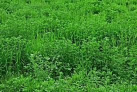 LUCERNA SIEWNA BEDA 1KG WIELOLETNIA ODRASTA