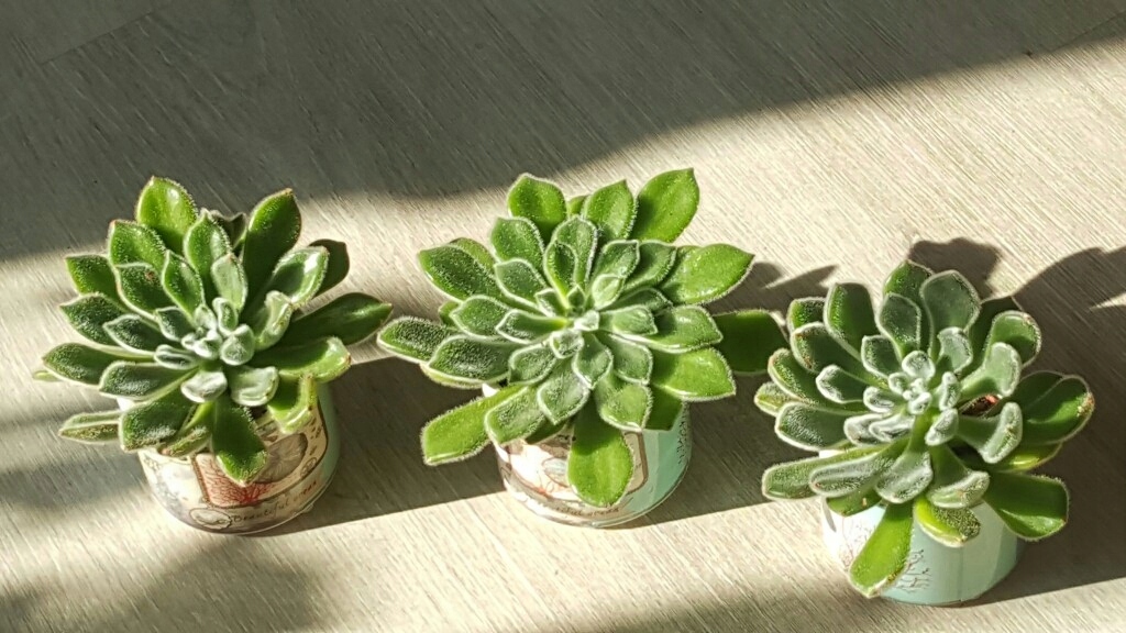 Kaktusy sukulenty Echeveria omszona komplet 3 szt