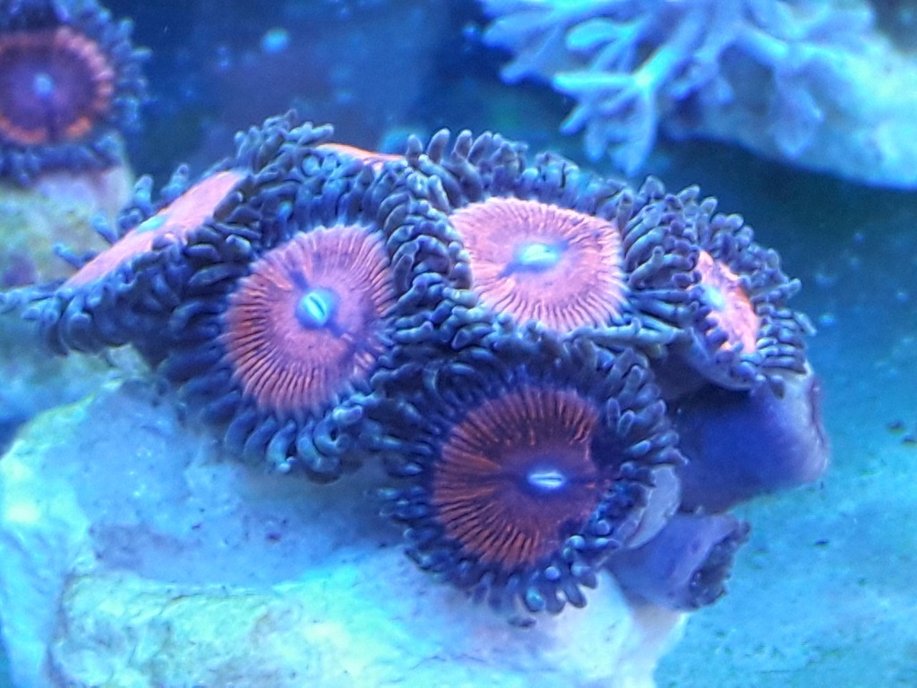 Zoanthus sp . Pink/ koralowiec premium