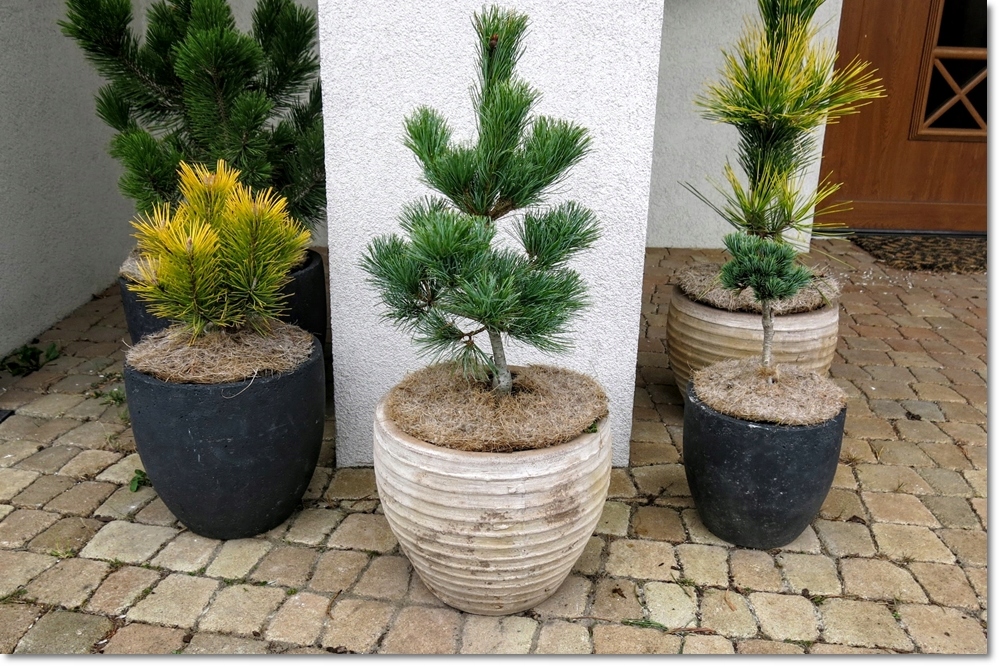 Pinus parviflora Schoon's Bonsai - PROMOCJA !!!