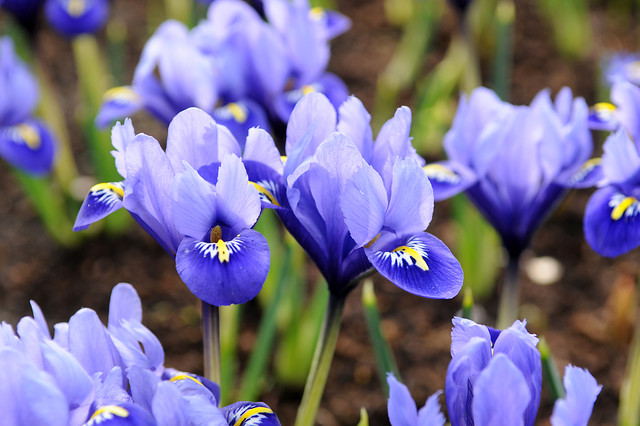 Irys żyłkowany Harmony Iris