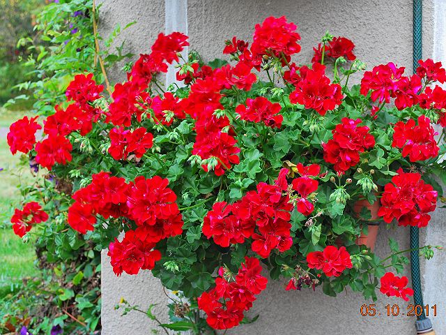 Pelargonia zwisająca podwójna