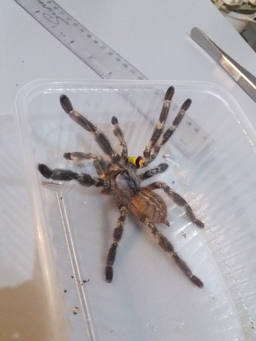 Dorosły samiec Poecilotheria regalis