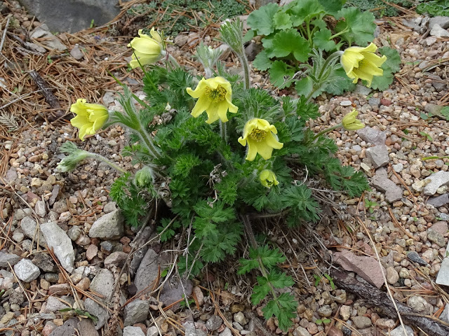 Żółta sasanka Pulsatilla albana