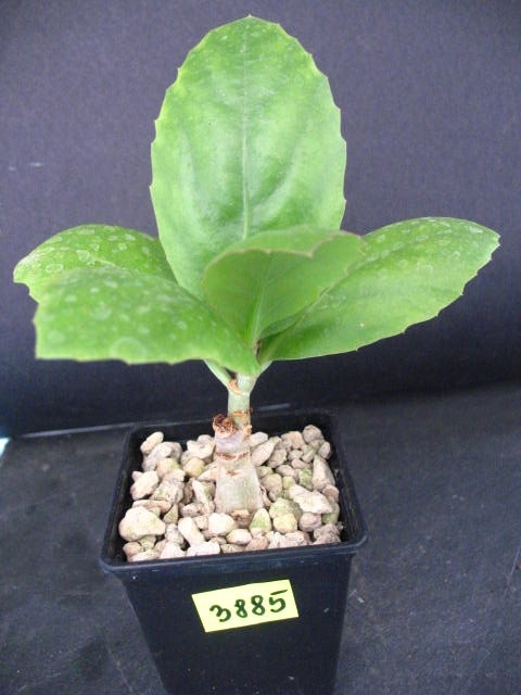 Kaktusy Cissus juttae 3885 don7x7cm