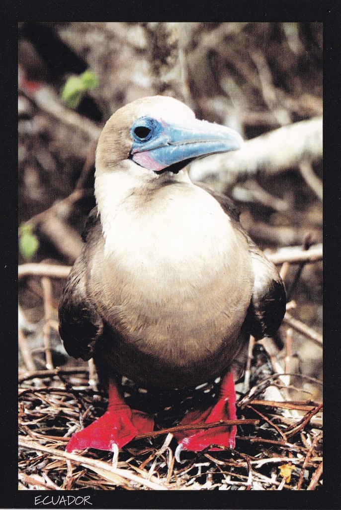 Ekwador - Galapagos - unesco - Głuptak