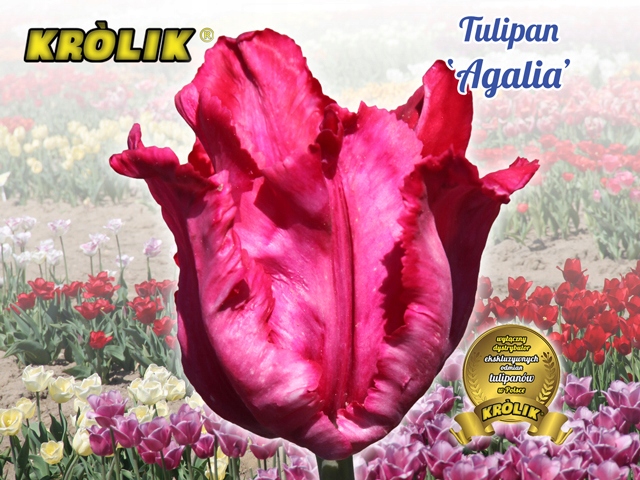 Tulipan Agalia 1 szt cebulki kwiatowe KRÓLIK