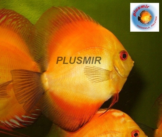 Paletki paletka Dyskowce red melon 8-9cm Gdańsk