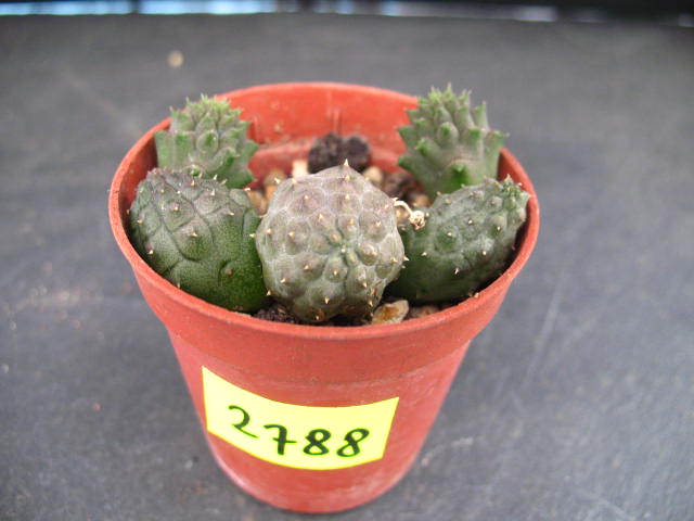 Kaktusy Huernia kennedyana 2788 w don 5,5cm
