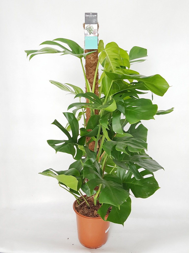 Monstera na pniu kokosowym wys.: 100 cm