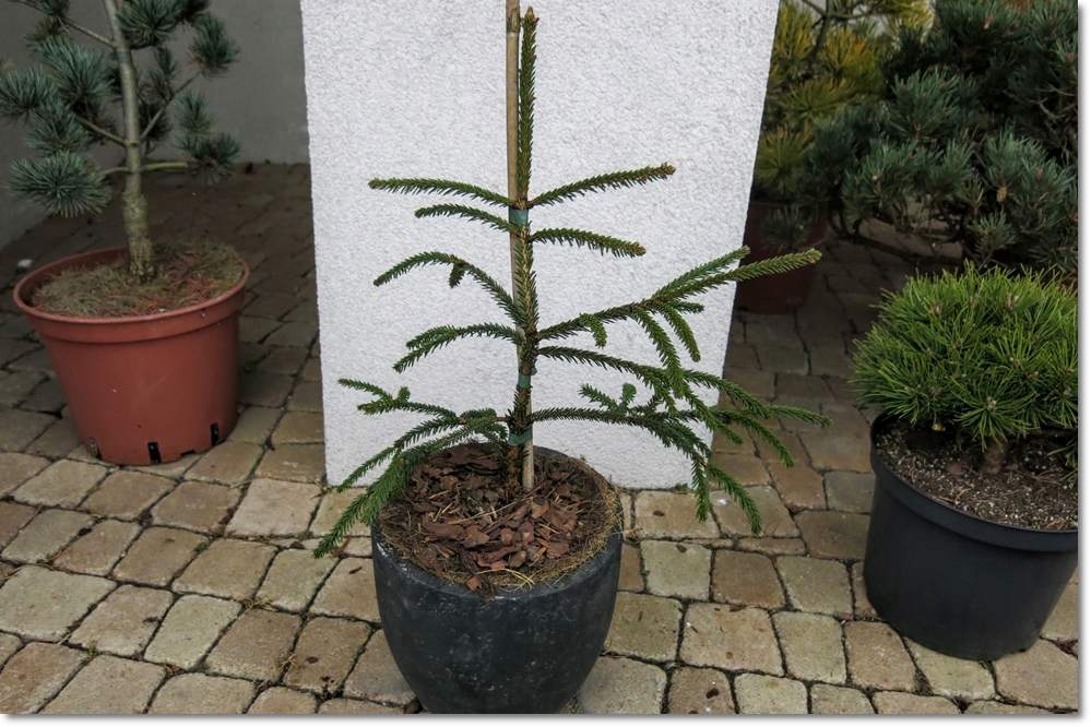 Picea abies  'Pruhoniciana'- wiosenna promocja !!!
