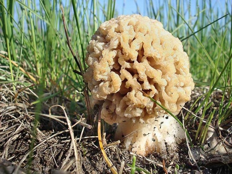 Smardz stepowy - Micelium, Grzybnia 500g!