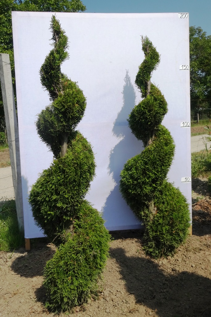 Żywotnik TUJA Thuja 'Smaragd' SPIRALA 170cm