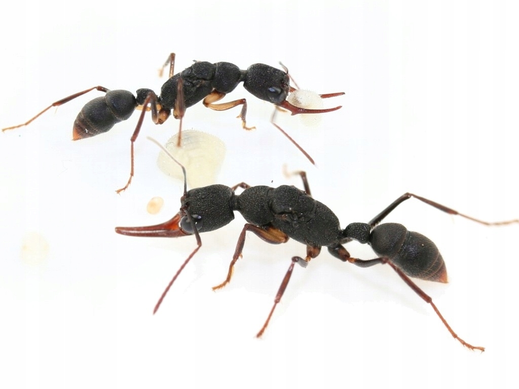 Mrówki Harpegnathos venator Q z robotnicami 4-8