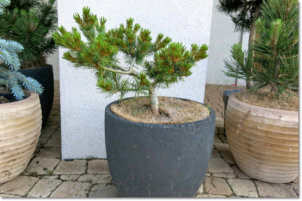 Pinus parviflora 'Cuddles' - Rarytas !!!