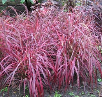 Miskant chiński ,Purple Fall' Doniczka 3 L