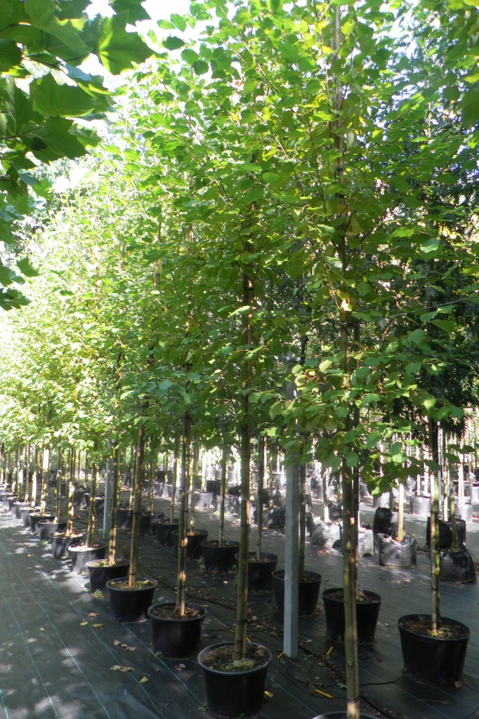 OLSZA SZARA 'AUREA' (ALNUS INCANA 'AUREA')