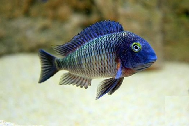 Tropheus Moorii LUFUBU - F1 - MALAWI Śląsk