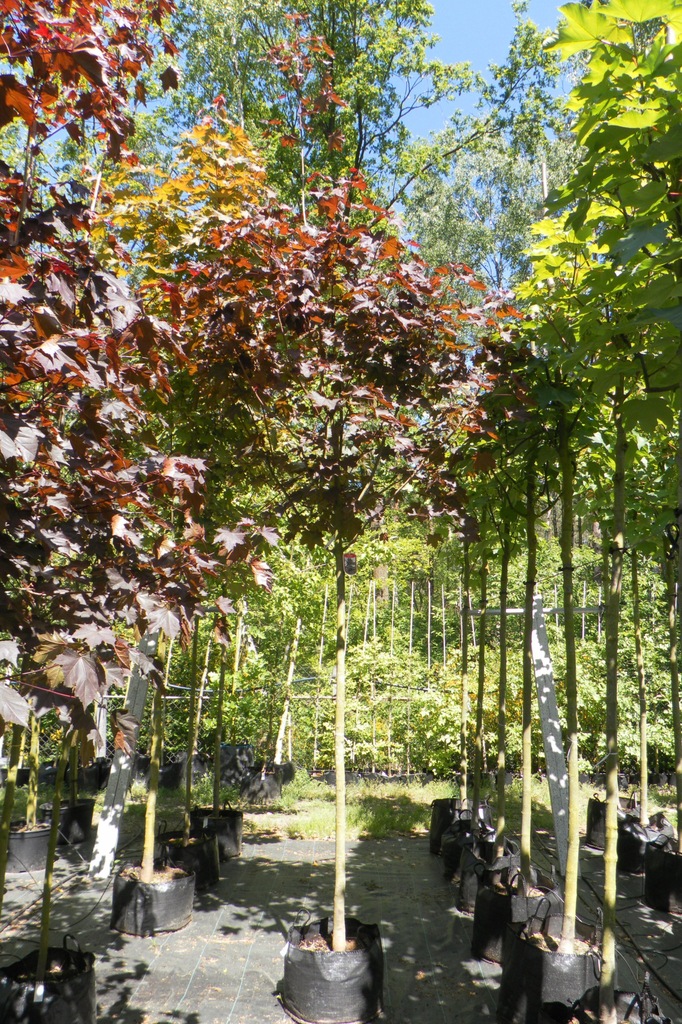 KLON POSPOLITY 'ROYAL RED' (ACER PLATANOIDES)