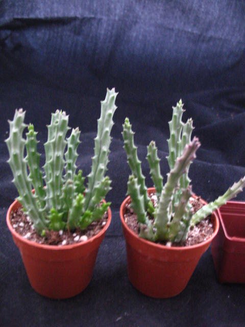 Kaktusy Stapelia variegata , Gwiazda szeryfa