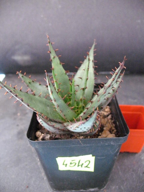 Kaktusy Aloe broomii nr4542 don7x7cm