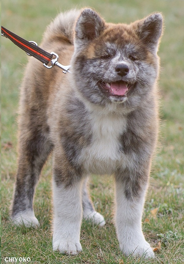 Akita Inu - pręgowane szczeniaki z ZKwP (FCI)
