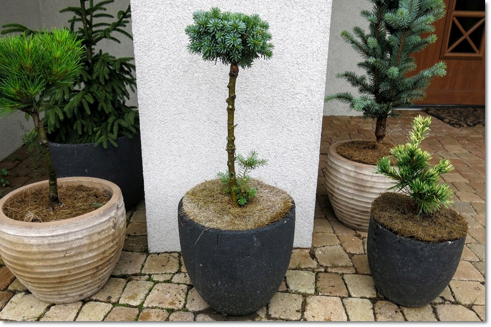 Abies koreana Blauer Eskimo - !!! !!! !!!