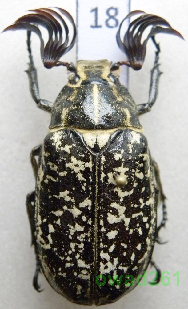 Polyphylla fullo Wałkarz lipczyk samiec18