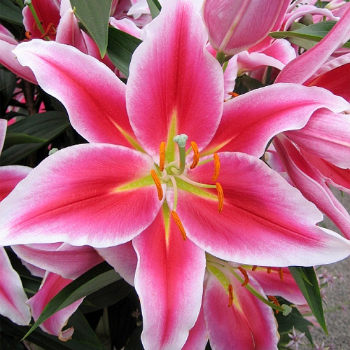 Lilia orientalna PARADERO Lily Garden