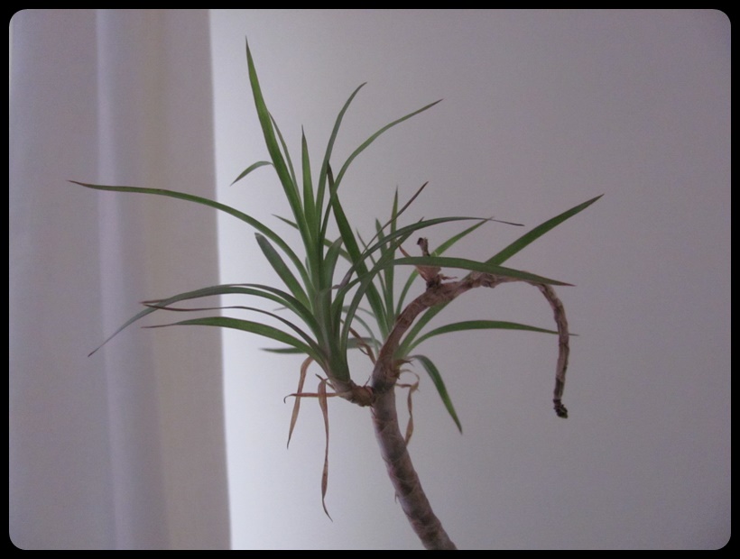 DRACENA (chyba) kwiat doniczkowy roślina ok 1,5 m.