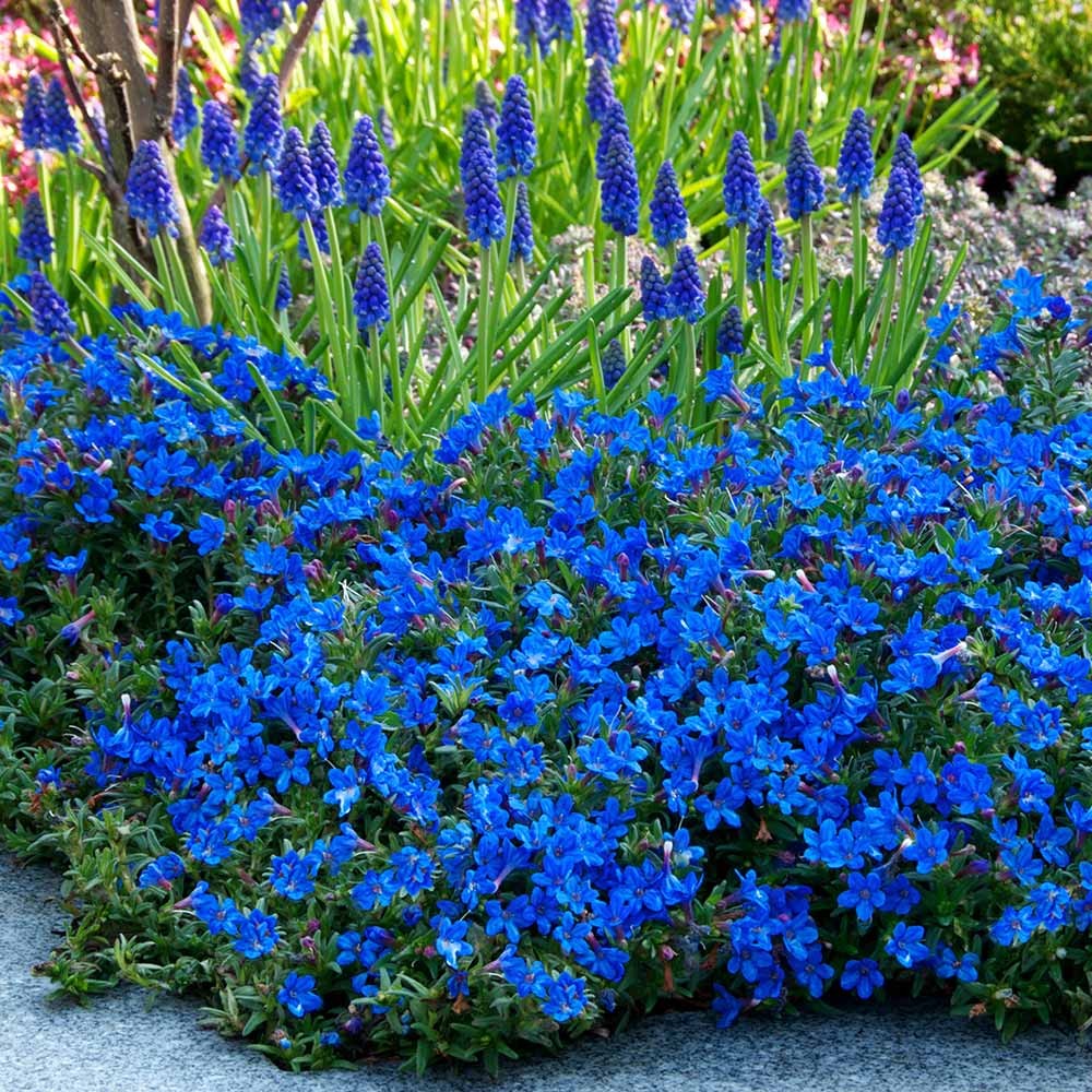 NIEZWYKLE INTENSYWNA kobaltowa barwa LITHODORA
